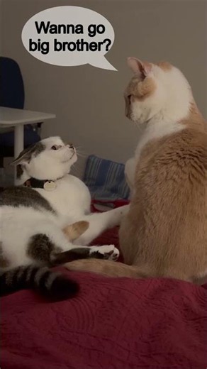 Want to go, big brother? 🐱 (rescue cat brothers)