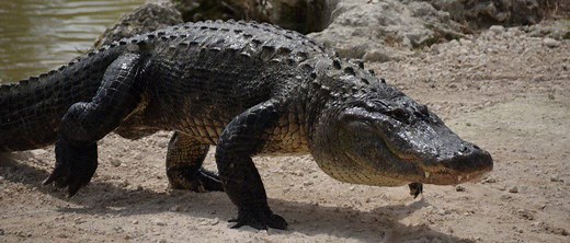 Meet the Record-Breaking Alligators: A Look at the Top 10 Largest