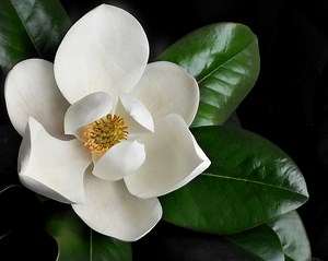 The Types of Fertilizer to Deep-Feed a Magnolia Tree
