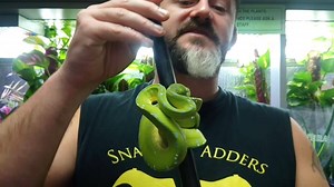 4.3K views · 56 reactions | S’N’A Advanced Series: Green Tree Python...