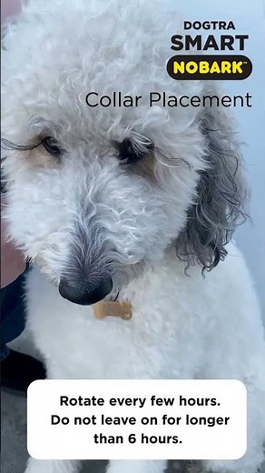 Dogtra Smart No Bark Collar Placement
