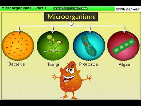 What are microorganisms/microbes. Types of microorganisms and their classification.