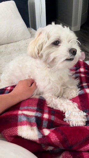 Chubby (@chubbyloving)’s videos with original sound - Chubby