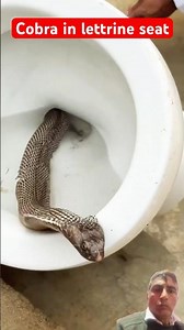 Cobra in lettrine seat/#viral /#snake /#cobra