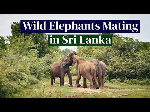 Incredible moment of wild elephants mating in Kalawewa National safari park of Sri Lanka