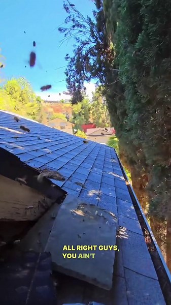 You Won’t Believe What’s Hiding Inside This Wall Beehive!