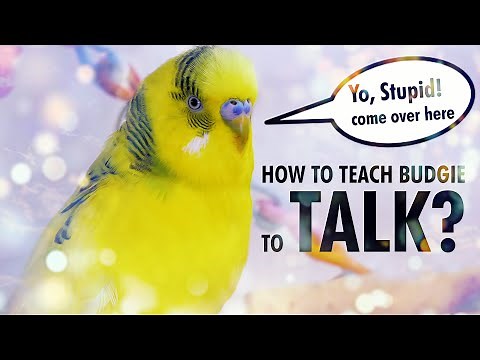 How to Teach a Budgie to Talk? Start with Basics