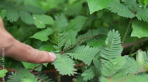 Touching Mimosa pudica The Shameplant - Shrinking