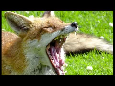 Fox Calls And Barks