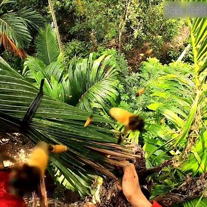 3.2M views · 26K reactions | Harvesting dangerous beehiveA swarm of angry bees attacked, Neglected again  | Bees Reels | Facebook