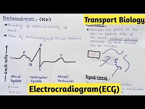 Electrocardiogram | ECG | 11 Class Biology