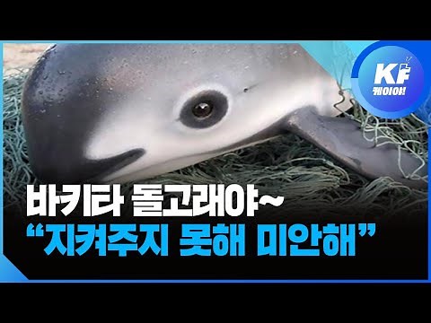 ‘바다의 판다’ 바키타 돌고래 ‘멸종 위기’…“지켜주지 못해 미안해” / KBS