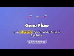 Gene Flow Explained: How Migration Spreads Alleles Between Populations | Evolution Series