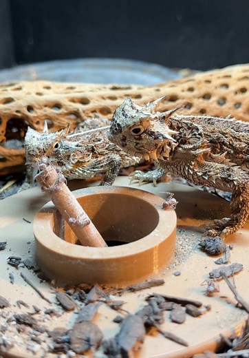 Feeding Horned Lizards with Live Ants Explained