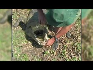 Human Eaten By Croc