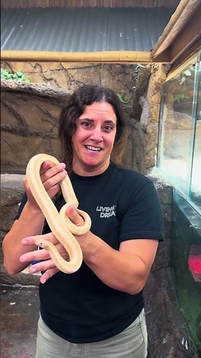 So what is the main difference between a boa and a python?🧐