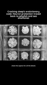 Sleep’s core function of protecting neurons from DNA damage originated in early animals, suggesting its evolutionary importance for brain health and resilience across species. Read the full story at 🔗https://sci.sx/686932261 In this video: Realtime video shows nine C. andromeda in individual arenas, which show pulsating behavior during LD experiment. Credit: Nature Communications (2026). DOI: 10.1038/s41467-025-67400-5 📸 Follow us on Instagram for more exciting content https://www.instagram.co