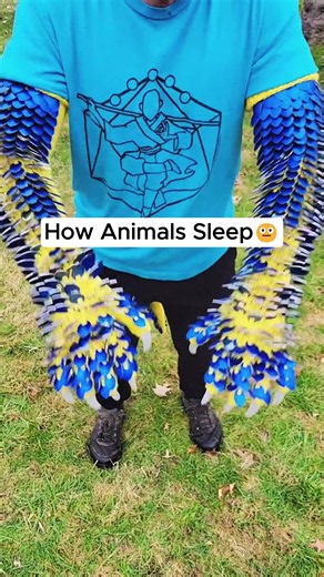 How Animals Sleep: Fascinating Sleep Behaviors