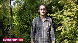 Aloe Vera (Barbadensis Miller)