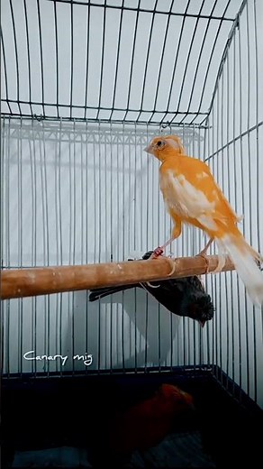 Three Energetic Canaries Full of Life! 🐦✨
