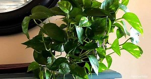 How To Propagate Pothos Plants: Grow Pothos From Cuttings