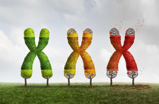 Définition | Sénescence : qu'est-ce que c'est ? | Futura santé