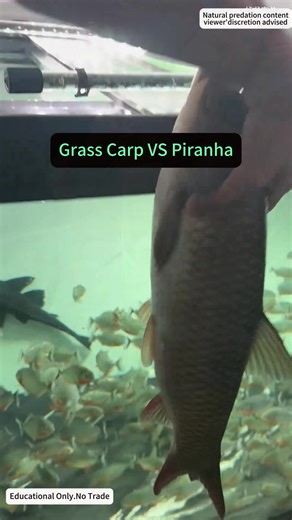 Piranha vs Grass Carp: Feeding Frenzy in Action