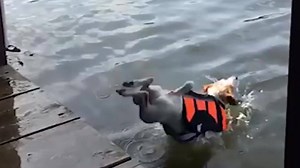 154K views · 1.2K reactions | Daily Doge on Reels | Facebook