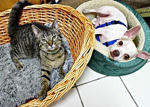 Bonded For Life: Cat And Dog Need A Home Together