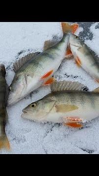 Aqua Vu Micro Steath 4.3 Underwater Camera Underwater Footage of Fish