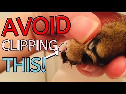 How I clip Jericho's claws (easy how-to)