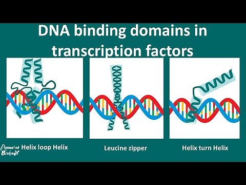 DNA Binding motifs overview