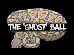 The Potential of the 'Ghost' Ball Python!