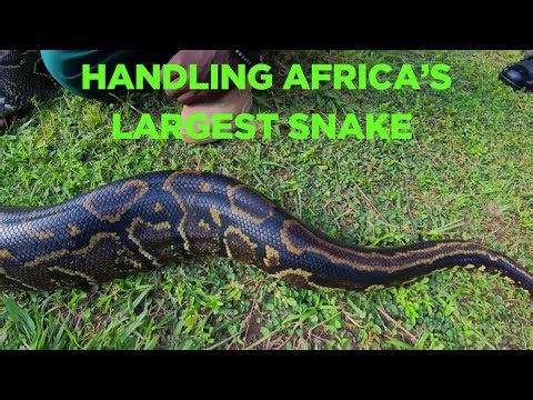How to handle Africa’s Largest Snake in Action, the Rock Python