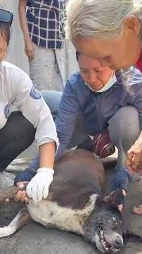 She Was Discovered in Distress and a Race Against Time Began to Save Her