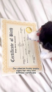 23K views · 937 reactions | Our Siberian Husky puppy signs her birth certificate ❤️ | Husky Furever TV | Facebook