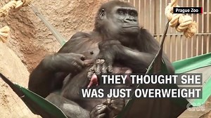 Prague Zoo's 24-year-old gorilla, Shinda, gave birth unexpectedly to a baby girl. Zookeepers didn't know Shinda was pregnant; they thought she was just overweight. http://cnn.it/24gku7I | CNN International