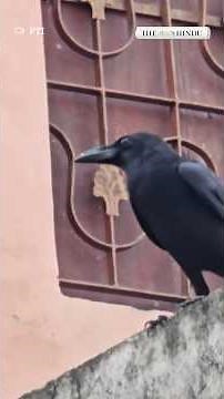 Crows face steep decline in India, environmentalists raise concern
