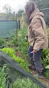 6.2K views · 698 reactions | Part 3 of the garden arches area looking at my celery and talking shade cloth #farming #shadecloth #garden #gardenarches #celery #lettuce #whatimgrowing #whatsinthegarden #biodynamic #biodynamicfarming #notill #composting #healthysoil #zone9garden #backtoeden #femalefarmer #smallfarm #organicfarming | Lil Patch Of Heaven | Facebook