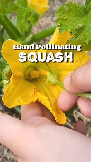 3.7K views · 72 reactions | How to hand pollinate your squash! Whether you want to increase your harvest, you aren't seeing many pollinators doing the job or you've netted off your plants because of pests this is an easy and tested technique for supporting that! #gardentips #growingsquash #zucchinj #gardeningtips #texasgardening #texasgardener #texasgarden | From The Garden | Facebook