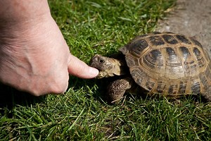 Turtle Bites (Why Turtles Bite, What To Do When Bitten & More)