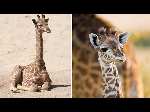 The cutest Baby Giraffes | Adorable Giraffe Calves | The Cutest Baby Animals