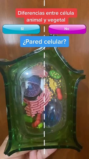 Diferencias entre célula animal y vegetal