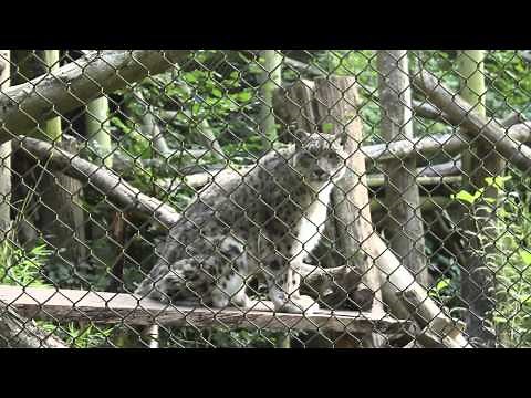 Funny Snow Leopard Meowing