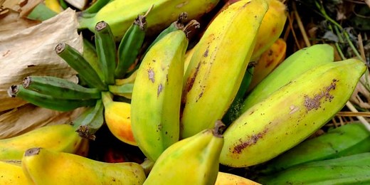 Musa Paradisíaca: Família – Mundo Ecologia