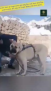 18 Kangals vs Wolf Pack: The Ultimate Revenge Battle! #shorts #animals #trending #wolf #kangaldog