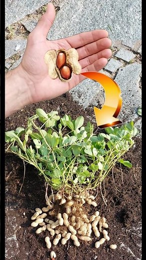 FREE PEANUTS Grow a seedling. IN ONE MINUTE #garden #plants #gardening #plants