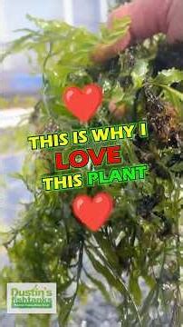 This Is Why I ❤️ LOVE This Plant, Bolbitus (BULLET PROOF) heudelotii, African Water Fern!