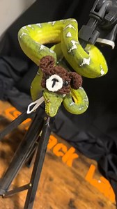 Emerald tree boa with a hat. #etb #emeraldtreeboa #emerald #boa #boas #boasofinstagram #northernemeraldtreeboa snake #snakes #snek #reptile #reptiles #reptilesofinstagram #reptilelover #reptilekeeper #pet #pets #daily #instagram #tiktok #reels #cute #fun #happy #boise #idaho | Black Lake Reptiles