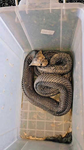 5.1K views · 58 reactions | Id: Indian spectacled cobra Release time Location : latur #nature #reelsfbシ #snakerescue #release #snake #naturelovers #wildlife #wildliferescue | SnakeBhima Ltr | Facebook